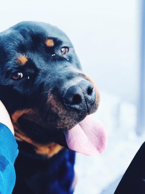 Photo close-up portrait of dog