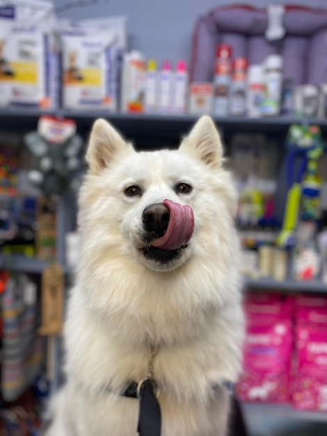 Close-up portrait of a dog