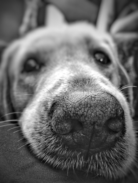 Foto ritratto di un cane da vicino