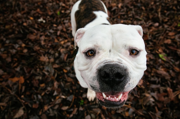 Foto ritratto di un cane da vicino