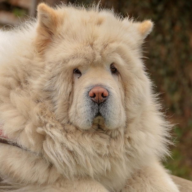 Close-up portrait of a dog