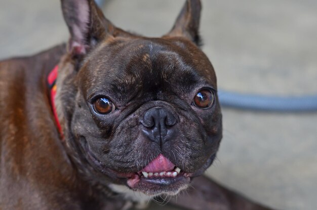 Foto ritratto di un cane da vicino