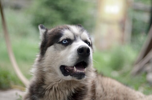 Close-up portrait of a dog