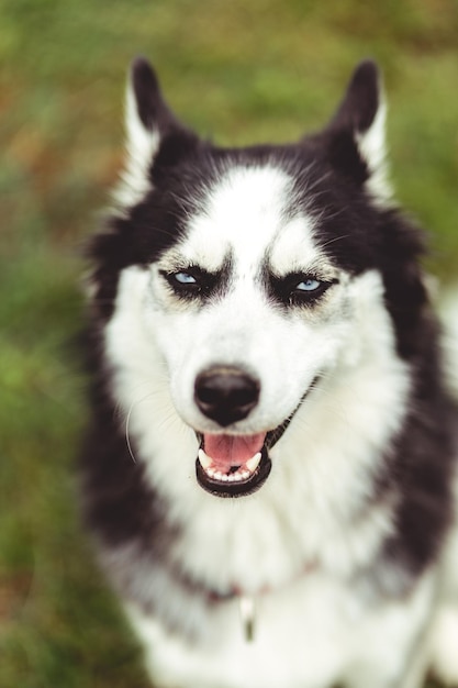 Photo close-up portrait of dog