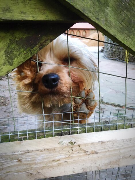 Close-up portrait of dog