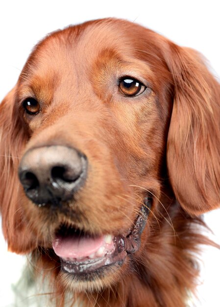 Photo close-up portrait of dog