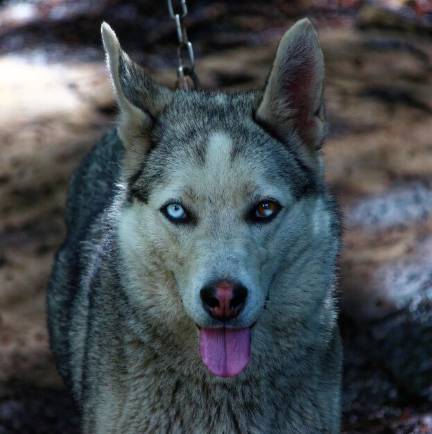 Foto ritratto di un cane da vicino