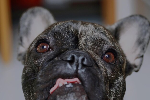 Close-up portrait of dog