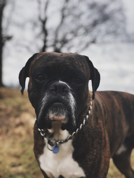 Close-up portrait of dog