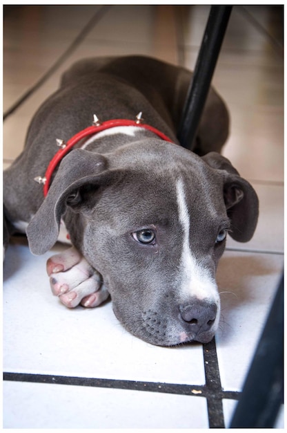 Foto ritratto di un cane da vicino