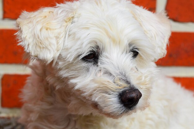 Foto ritratto di un cane da vicino