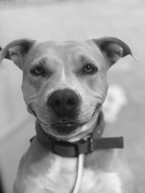 Foto ritratto di un cane in primo piano.