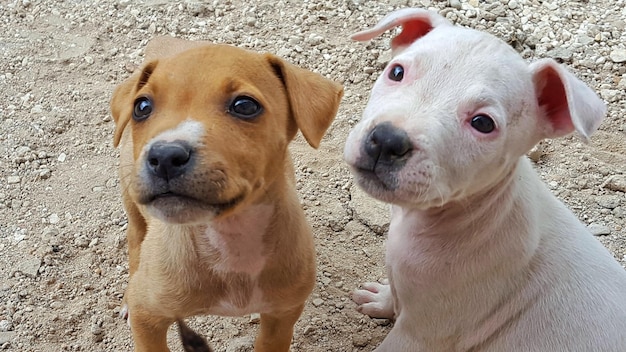 Photo close-up portrait of dogs