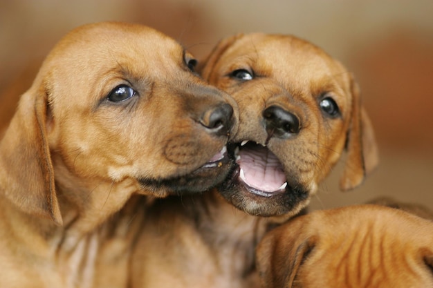 close-up portrait of dogs