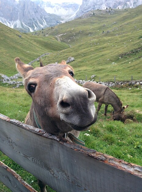 Foto ritratto ravvicinato di un asino sul campo