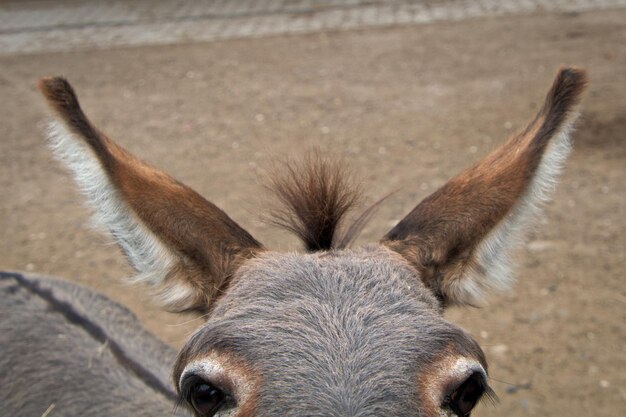 Photo close-up portrait of a donkey