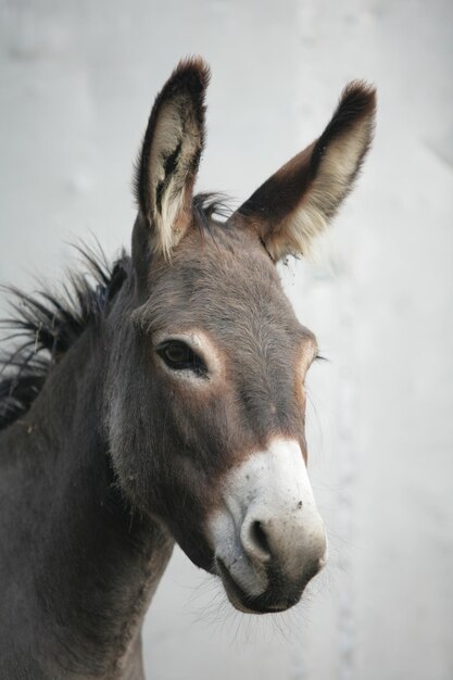 Photo close-up portrait of donkey