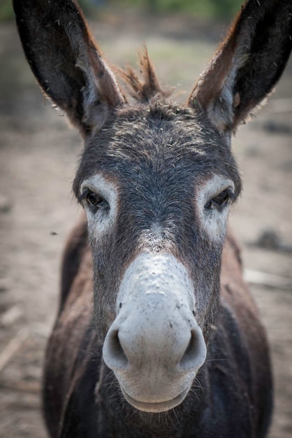 Photo close-up portrait of donkey