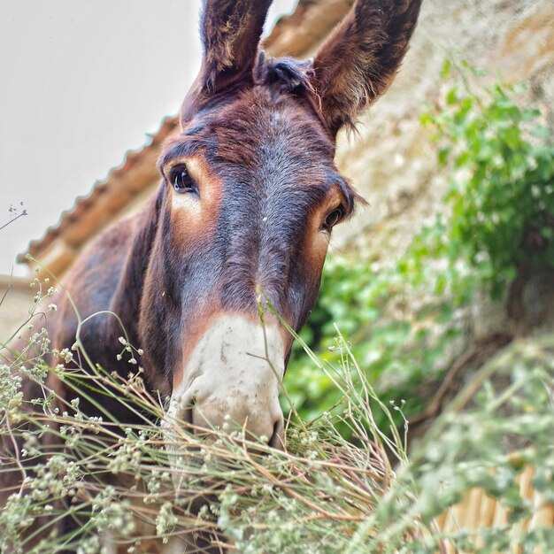 Foto ritratto di un asino da vicino