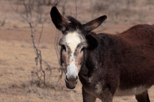 Photo close-up portrait of a donkey