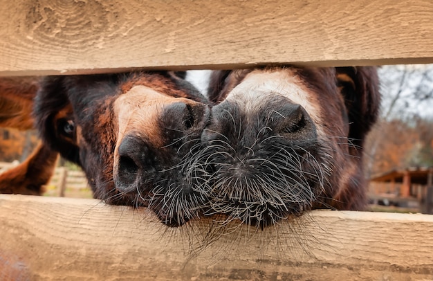 Close up portrait of donkies noses through the fence. Eco farming concept.