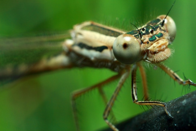 Close-up portrait of a dragonfly