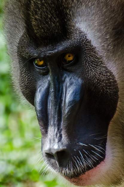 Photo close-up portrait of drill monkey