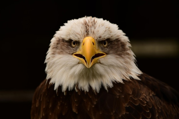 Foto ritratto di un'aquila da vicino sullo sfondo sfocato