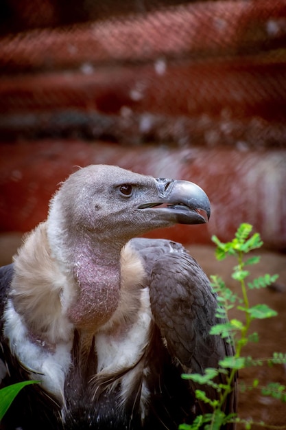 Photo close-up portrait of eagle