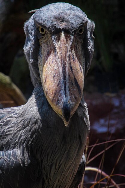 Photo close-up portrait of eagle