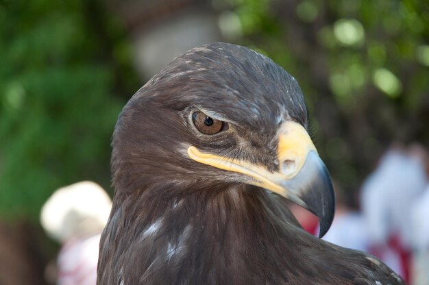 Close-up portrait of eagle