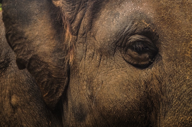 Close up portrait of elephant asia