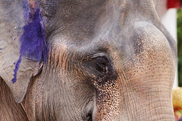 Photo close-up portrait of elephant