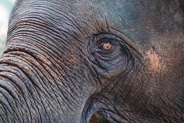 Photo close-up portrait of elephant