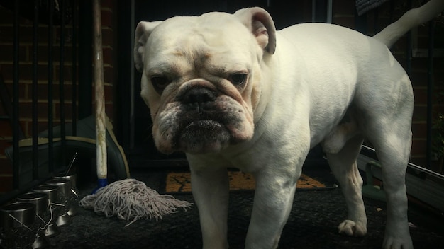 Photo close-up portrait of english bulldog standing outside house