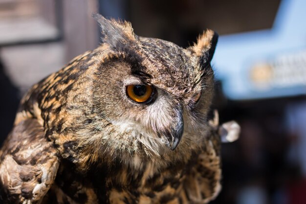 Photo close-up of portrait of eurasian eagle owl