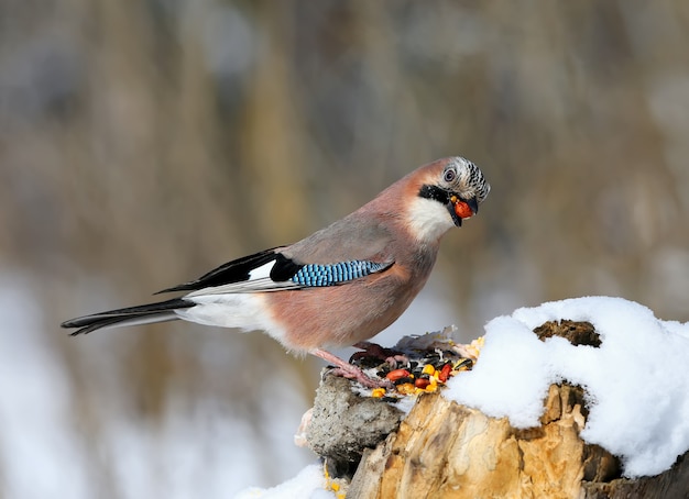 Close-up portrait of a Eurasian jay sitting on a snow-covered log