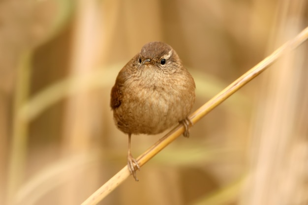 Close up portrait of eurasian wren on slim reed 