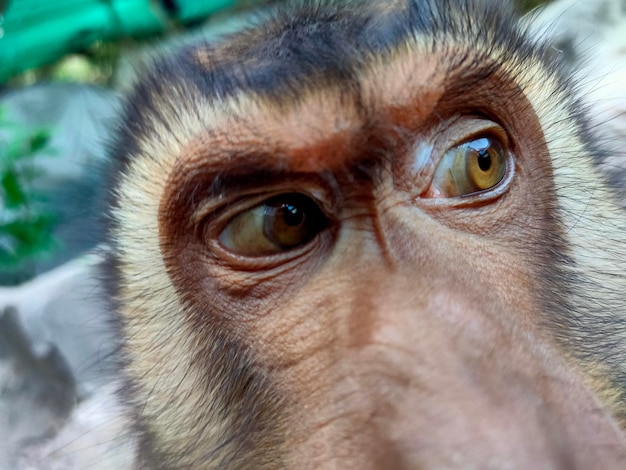 Close-up of portrait of eye