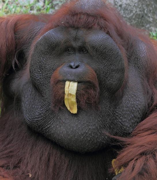 Photo close-up portrait of face orang utan eating