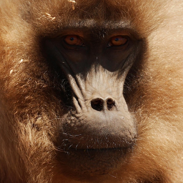 Close-up portrait of face