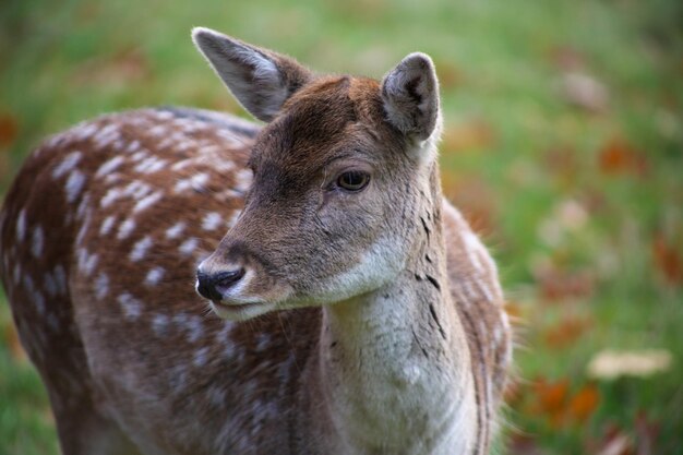 Photo close-up portrait of a fawn