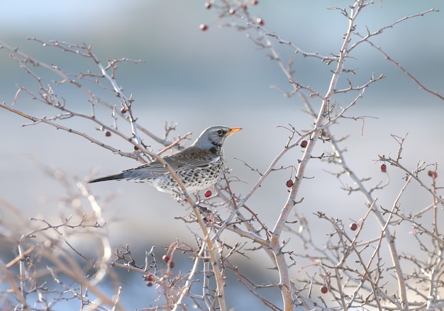 밝은 붉은 열매와 호손의 가지에 앉아 fieldfare (Turdus pilaris)의 클로즈업 초상화