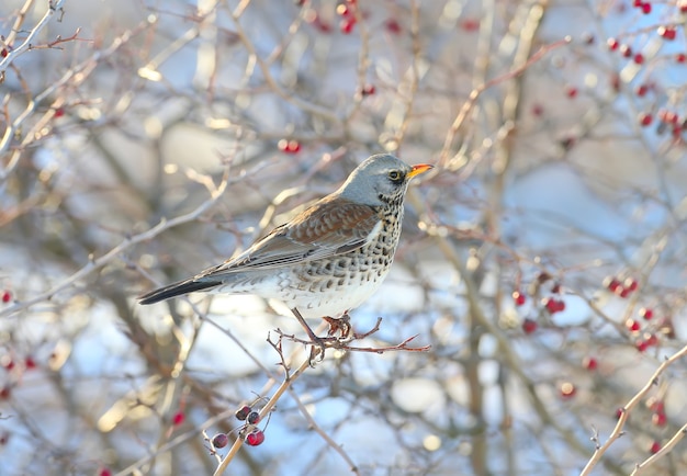 Макро портрет рябины (Turdus pilaris), сидящей на ветвях боярышника с ярко-красными ягодами