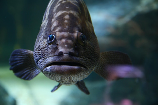 Foto close-up di un ritratto di un pesce che nuota in un acquario