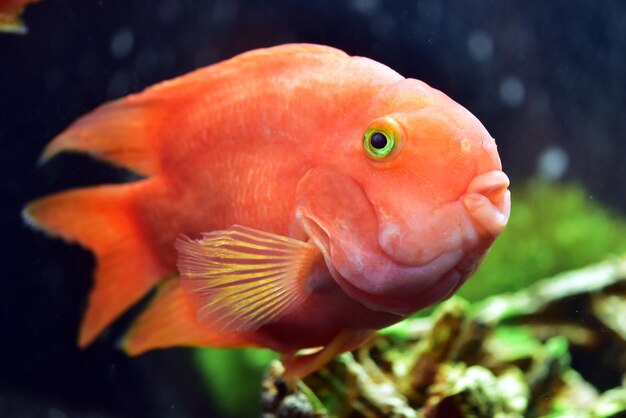 Close-up portrait of fish underwater