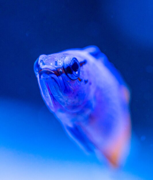 Photo close-up portrait of fish underwater