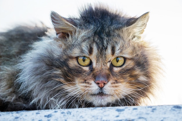 Close up portrait of a fluffy cat in nature