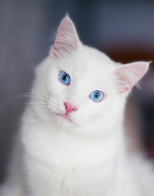 Ritratto del primo piano di un gatto bianco lanuginoso con gli occhi azzurri