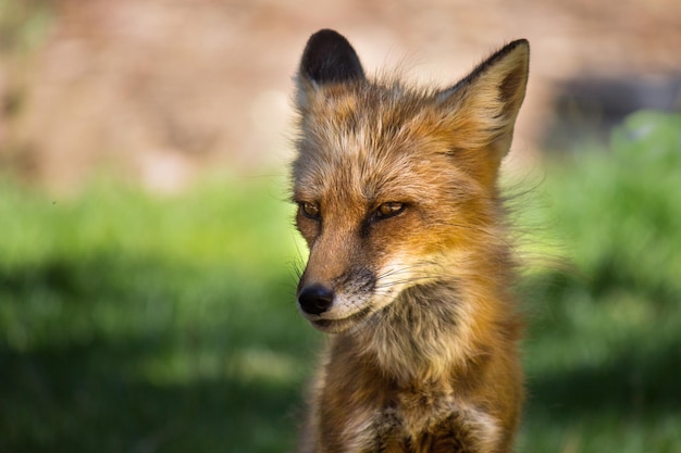 Photo close-up portrait of fox